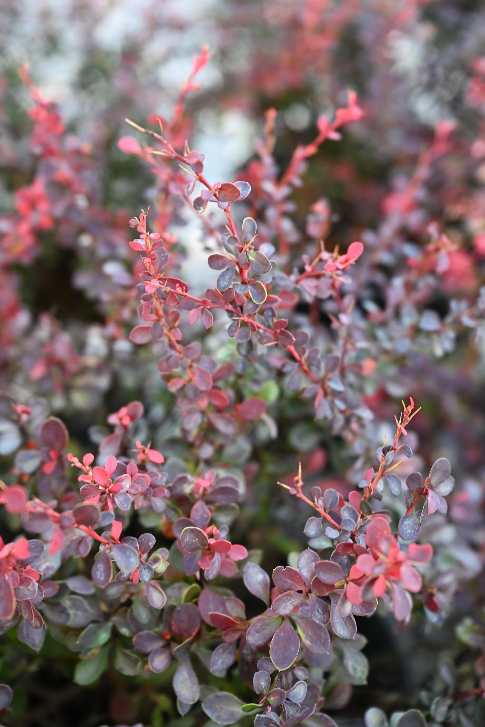 Royal Burgundy Barberry - view 3