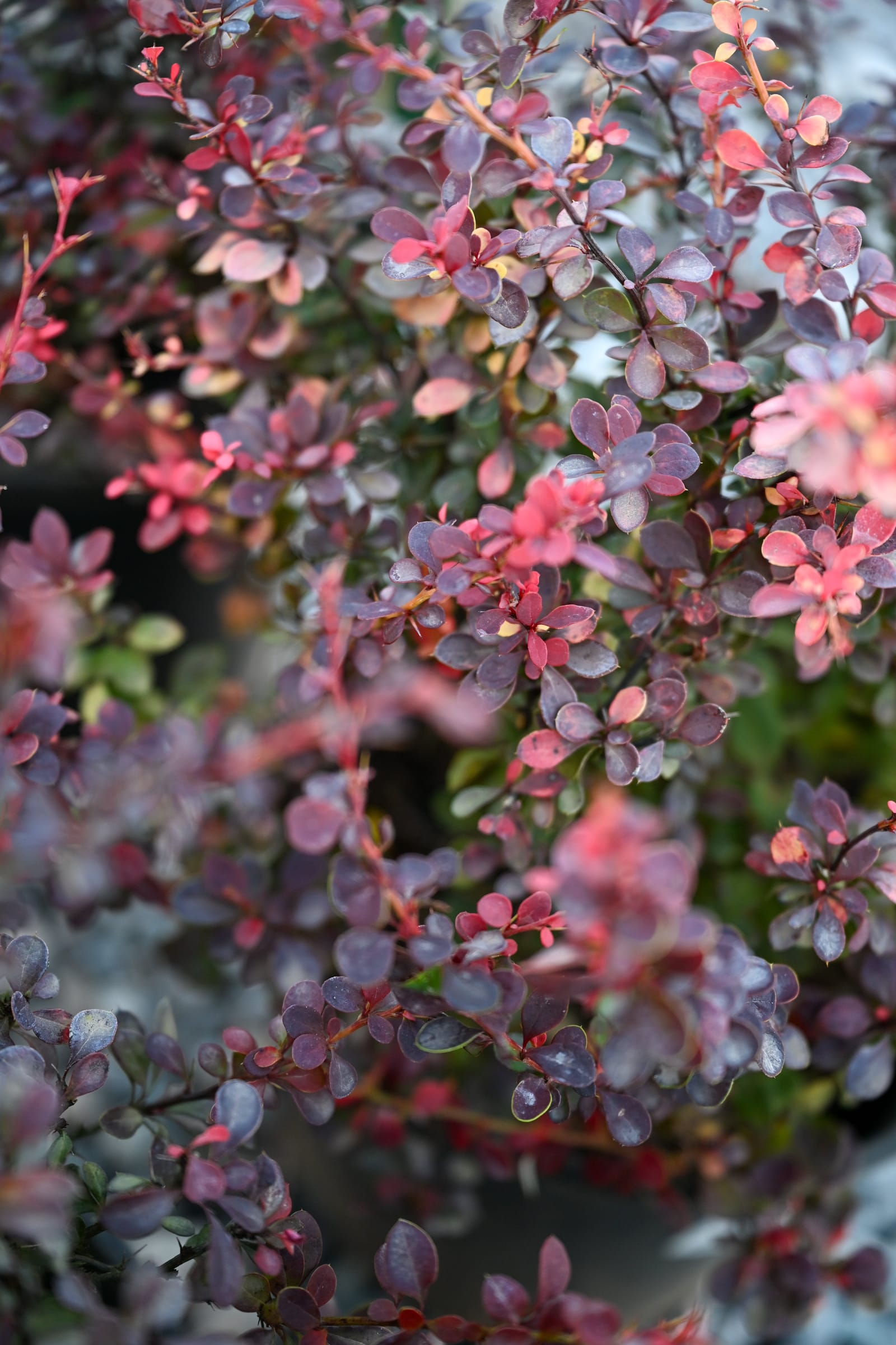 Royal Burgundy Barberry - view 2