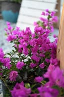 Royal Purple Bougainvillea with vivid magenta flowers beside a wooden post