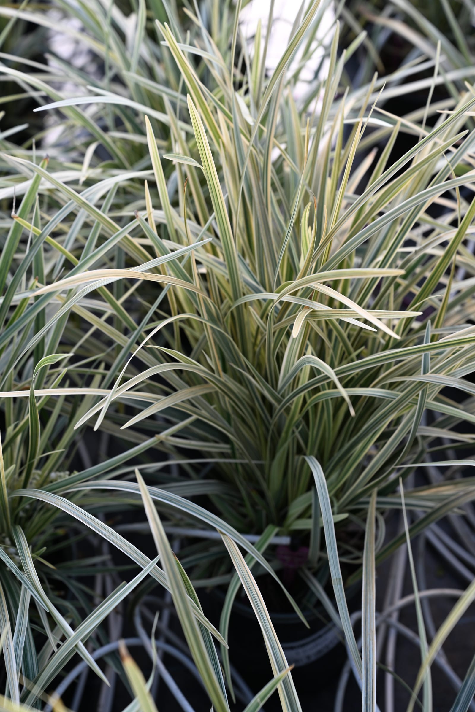 Silver Dragon Liriope