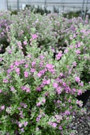 Silver Star Texas Sage with silvery foliage and abundant pink flowers in nursery containers