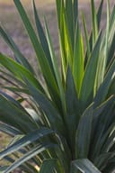 Soft Leaf Yucca with long pointed green leaves in a nursery setting