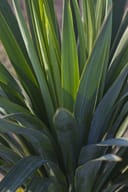 Soft Leaf Yucca with dense, upright green leaves