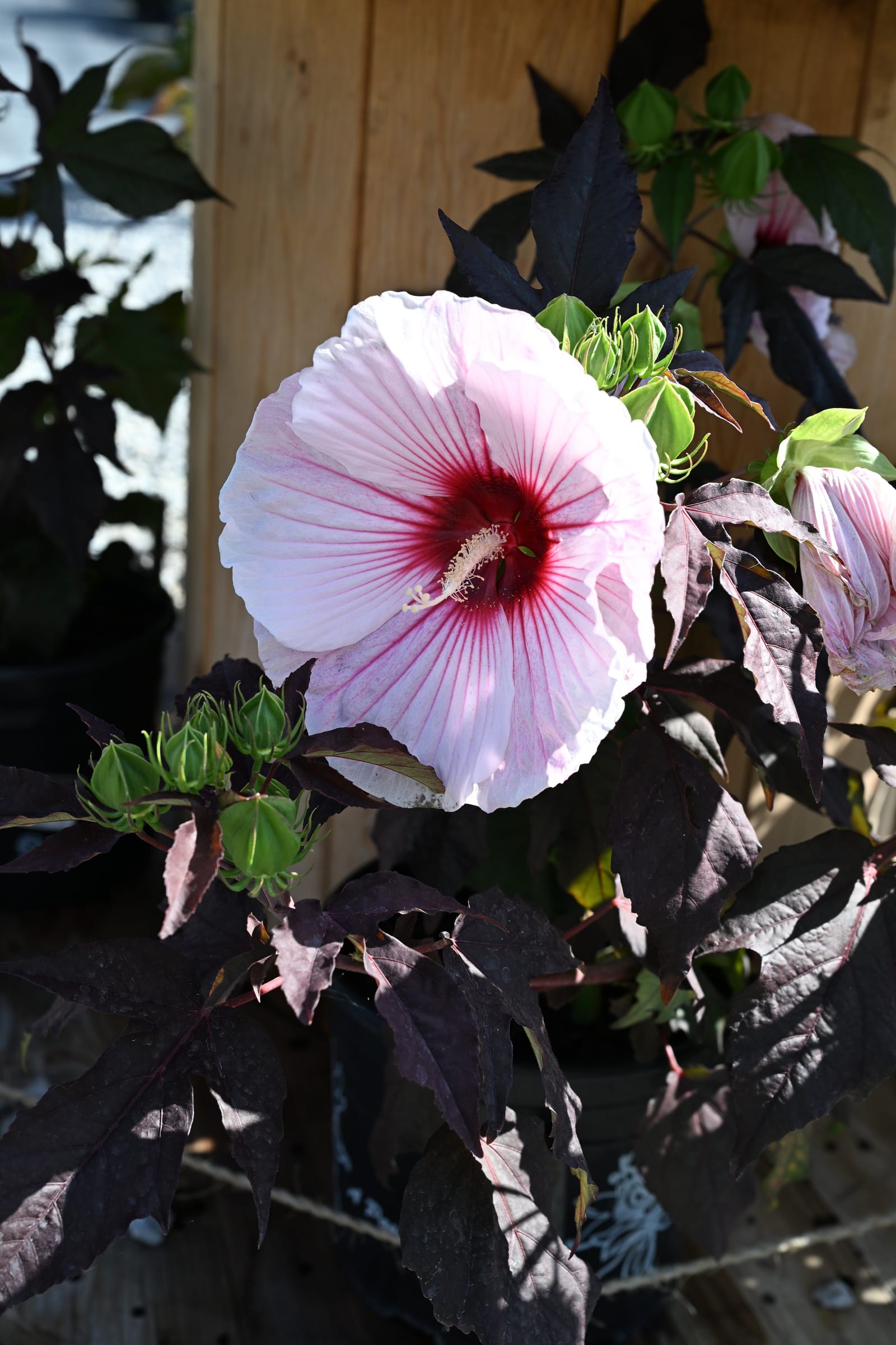 Starry Starry Night Hibiscus - view 3