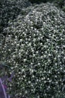 Stellar Pink Mum with dense green foliage and numerous pale flower buds in a nursery container