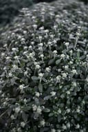 Stellar Pink Mum with dense dark foliage and numerous pale flower buds