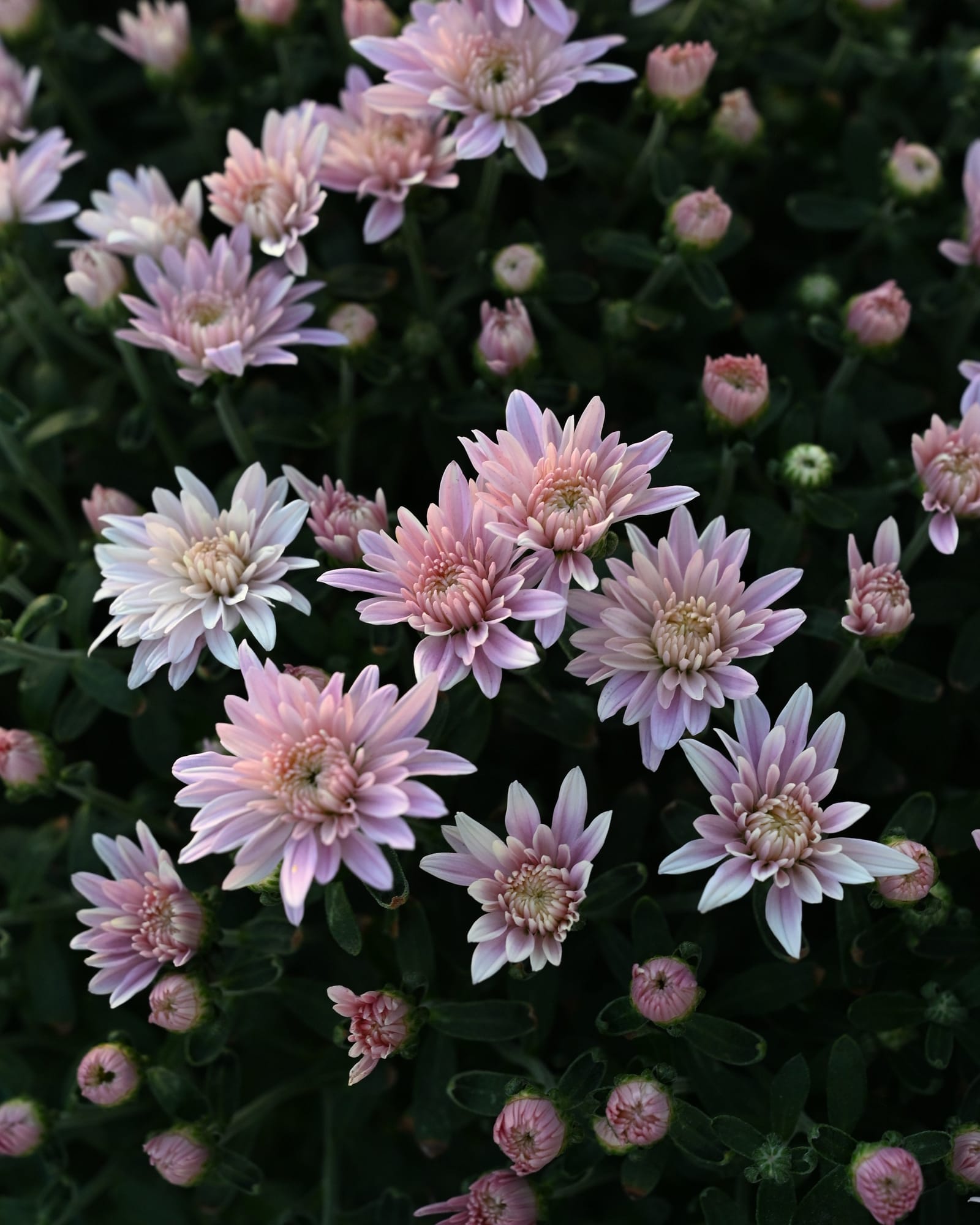 Stellar Pink Mum