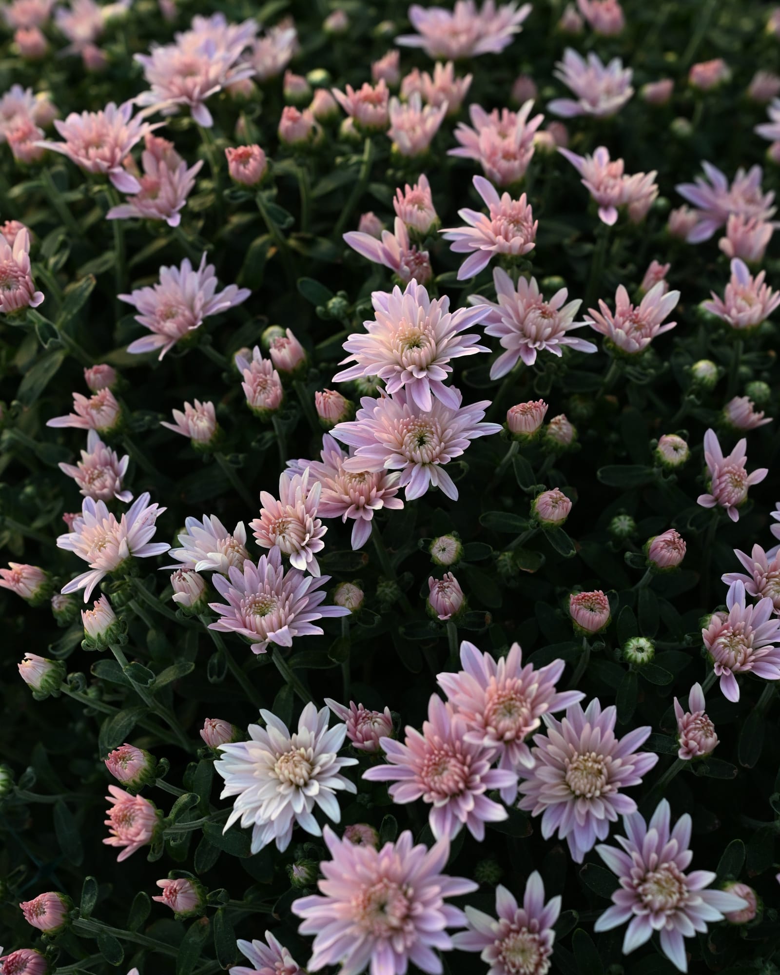 Stellar Pink Mum - view 2
