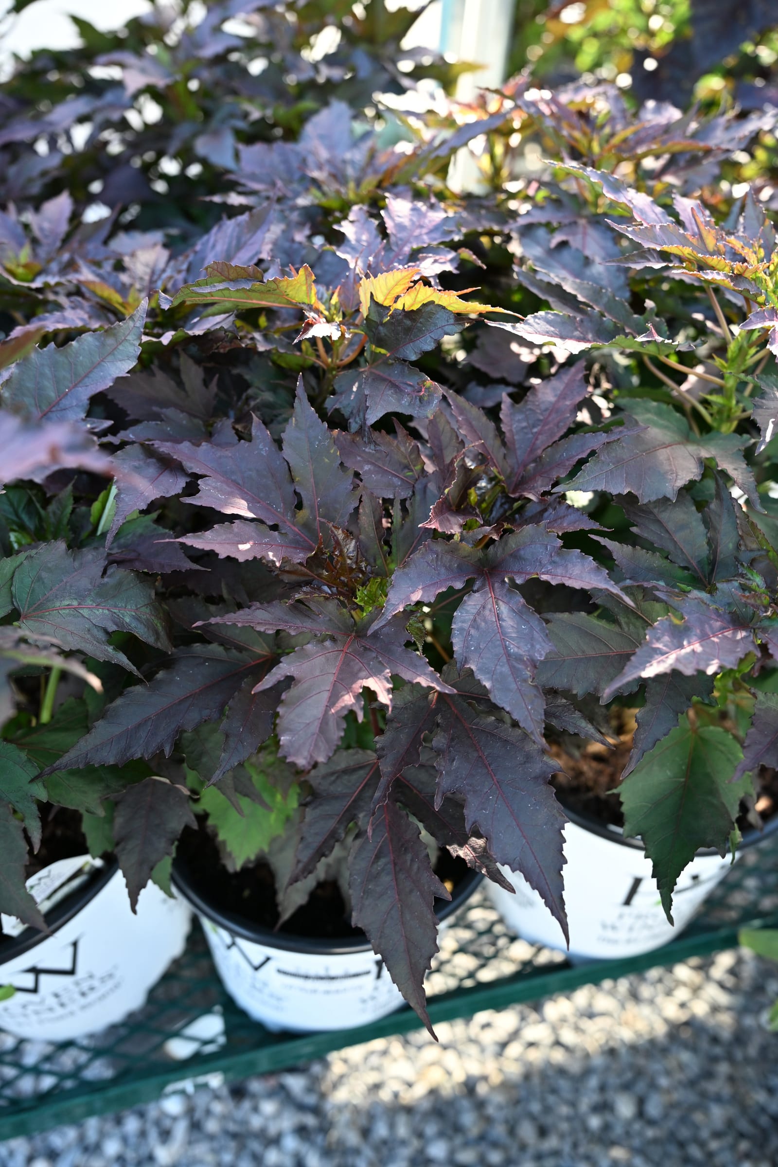 Summerific Cookies and Cream Hardy Hibiscus - view 2