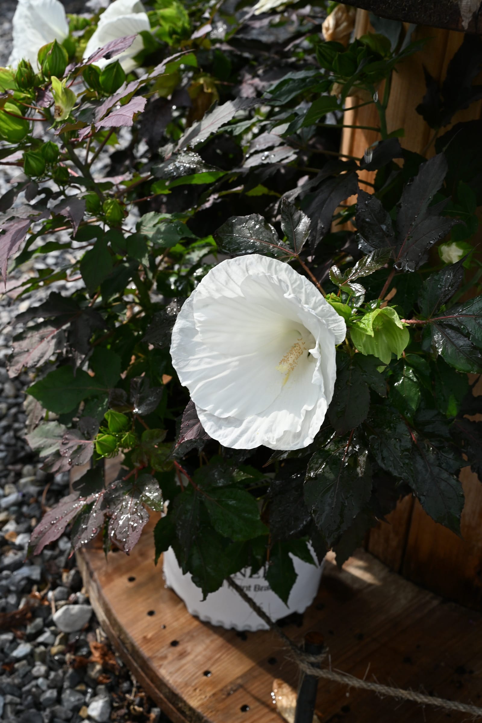 Summerific Cookies and Cream Hardy Hibiscus - view 3