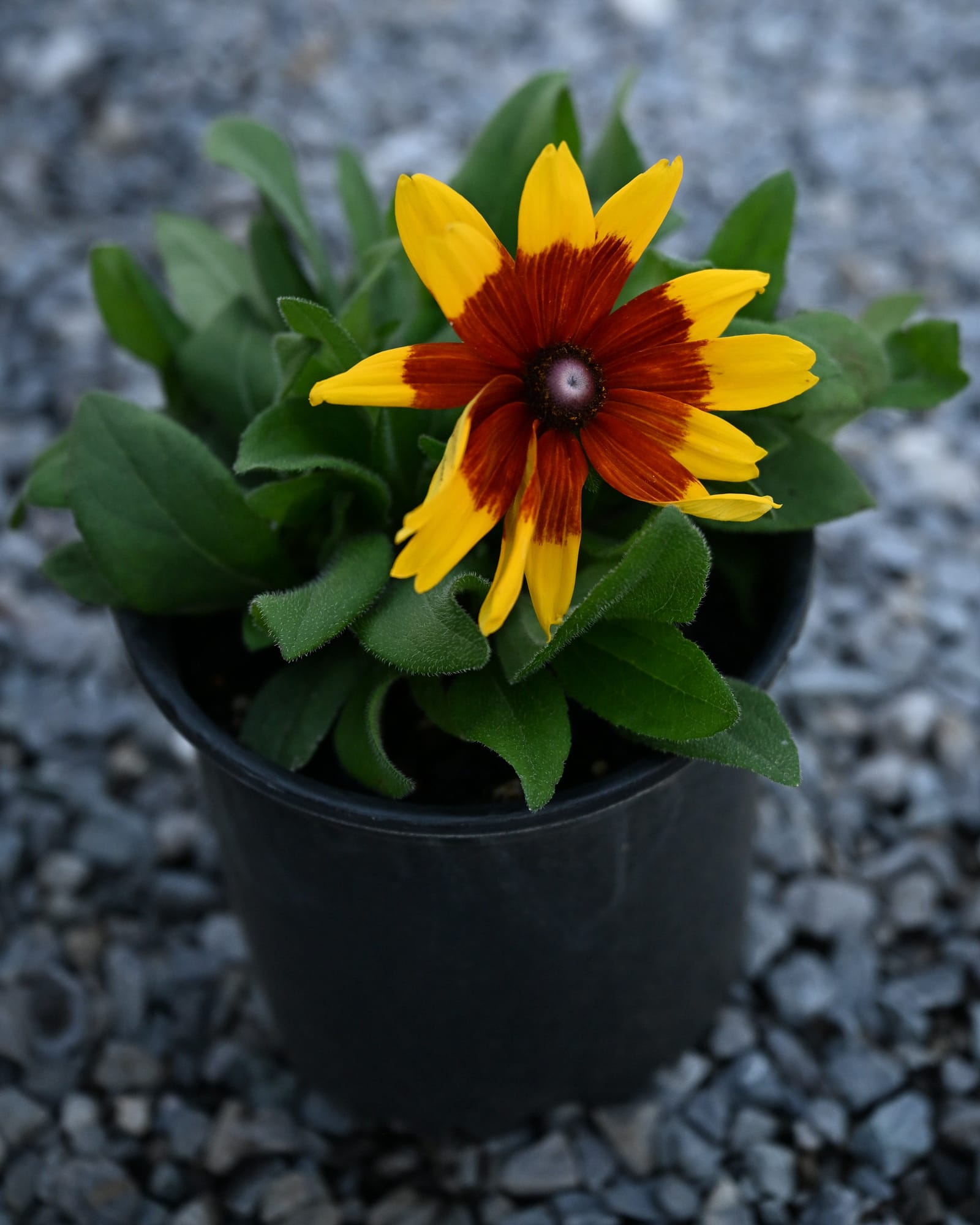 Sunbeckia Mia Rudbeckia - view 2
