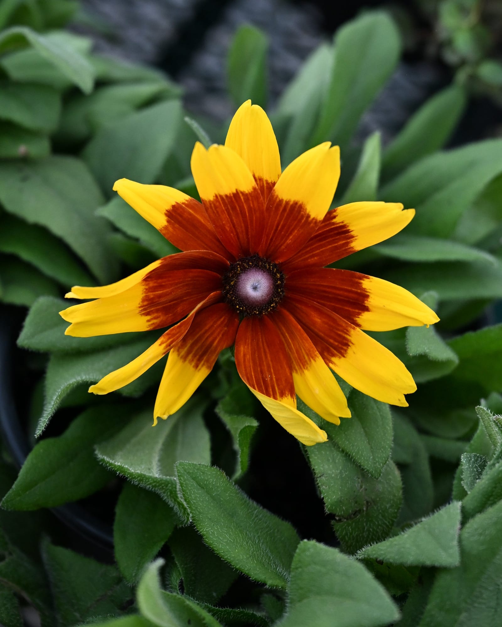 Sunbeckia Mia Rudbeckia