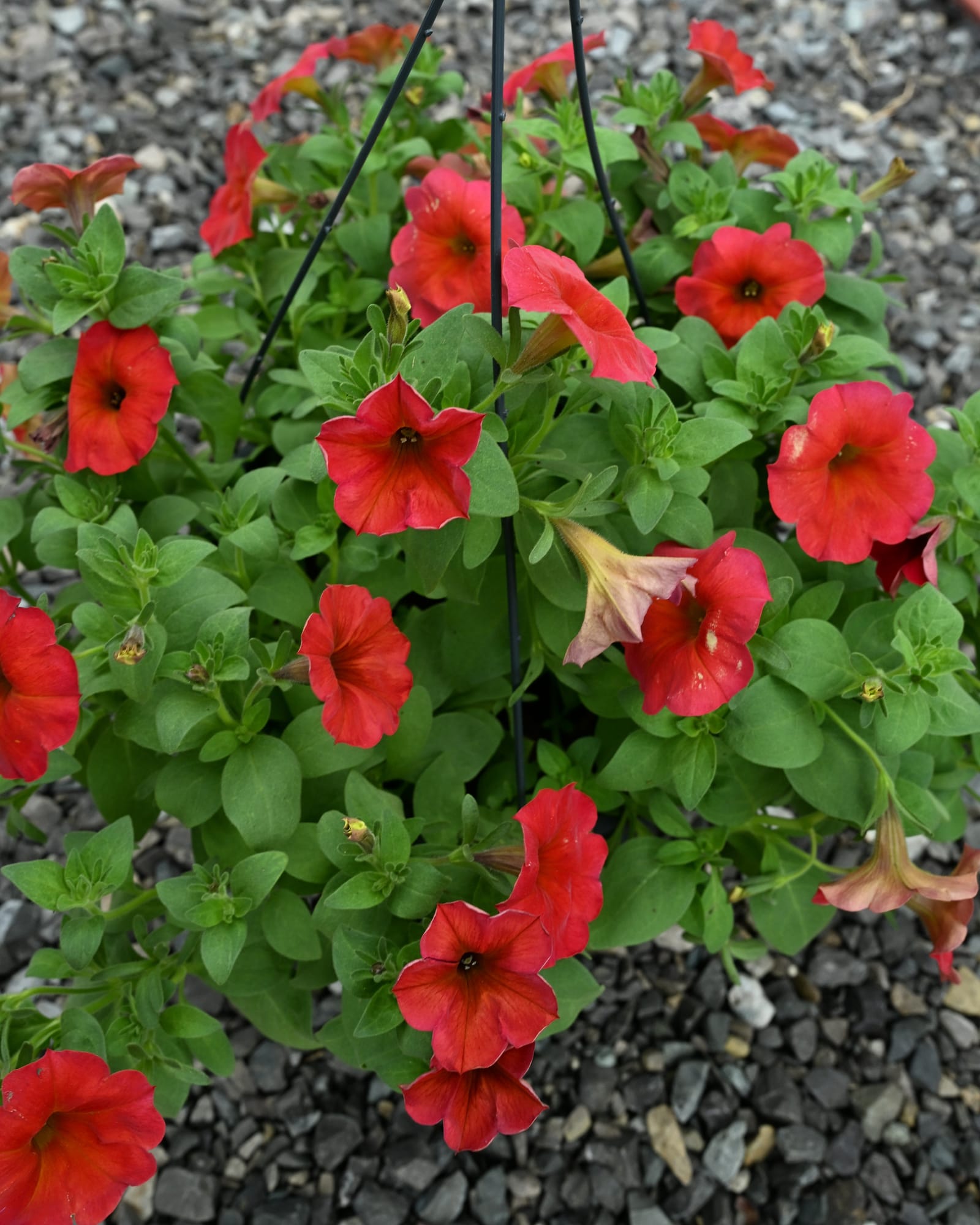 SuperCal Premium Red Maple Petchoa - view 2