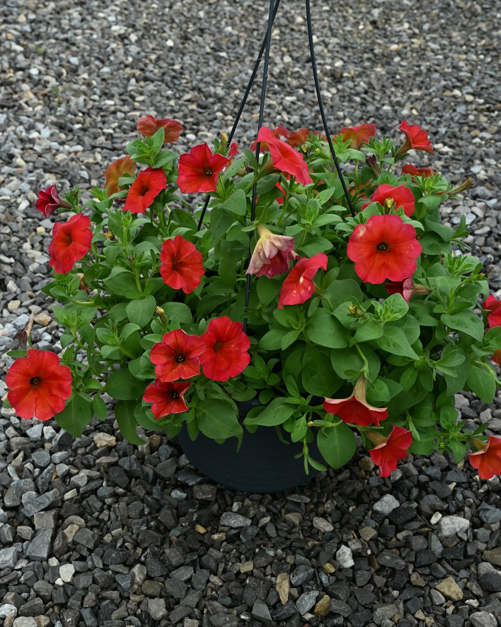 SuperCal Premium Red Maple Petchoa - view 3