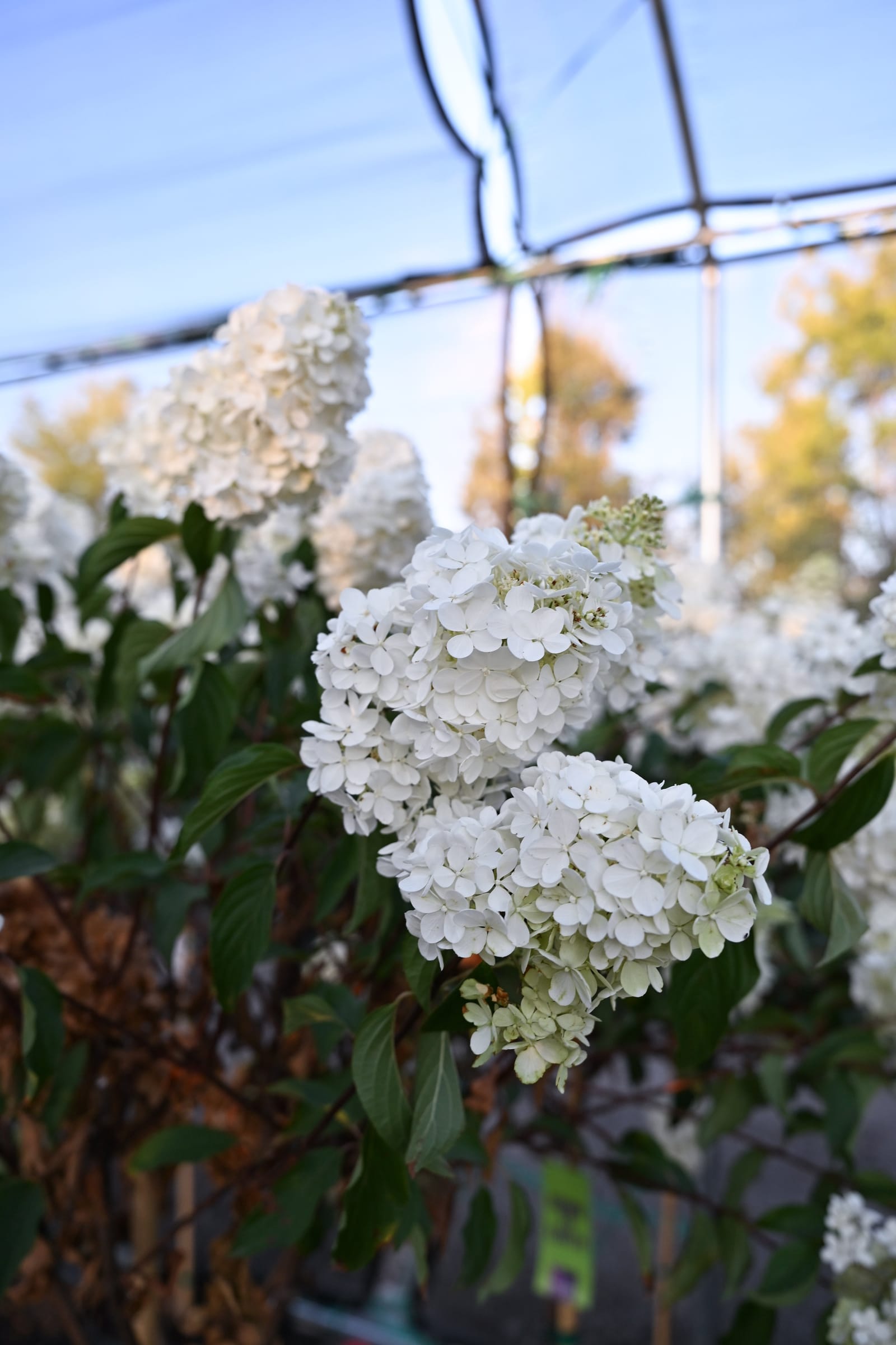 Vanilla Strawberry Hydrangea Tree Form - view 4