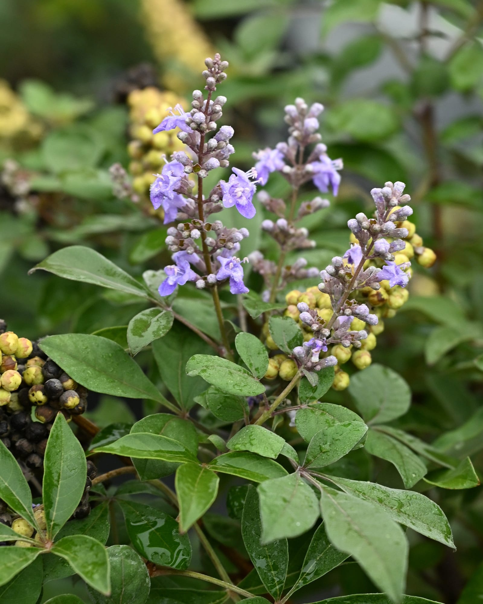Vitex Montrose Purple - view 2