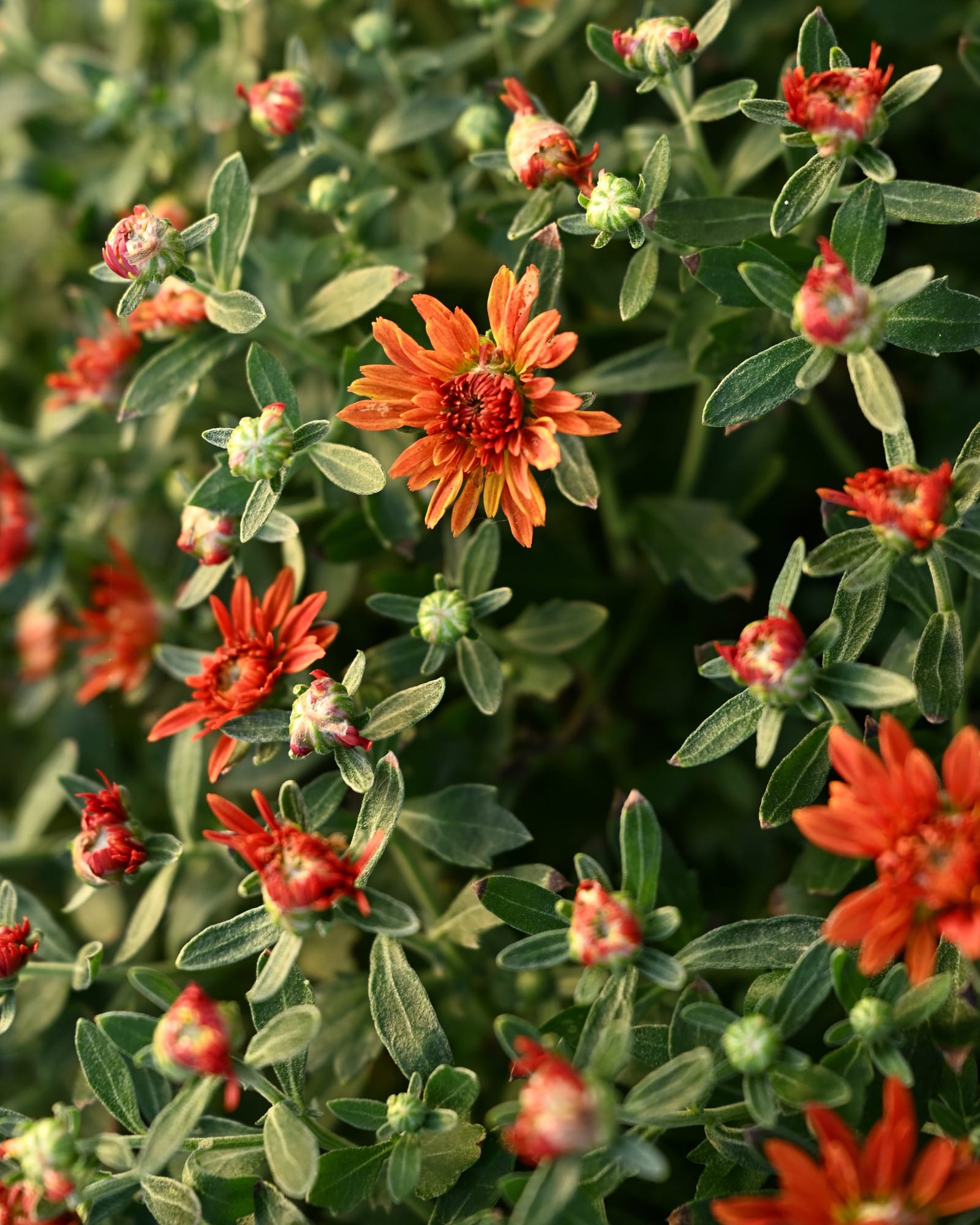Zuma Orange Mum