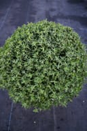 Zuma Orange Mum with dense rounded green foliage in a nursery container