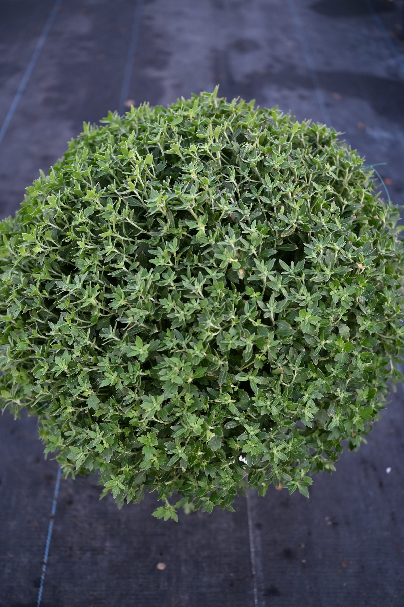 Zuma Orange Mum - view 2