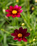 Mercury Rising Coreopsis with vivid red and burgundy flowers and golden centers among green foliage