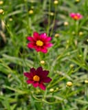 Mercury Rising Coreopsis with deep red and magenta flowers among green foliage