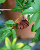 Mexican Buckeye branch with green leaves and a cluster of brown seed pods