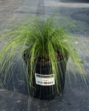 Mexican Feather grass with fine green blades spilling from a black nursery container