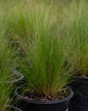 Mexican Feather ornamental grass with fine green blades in a black nursery container