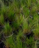 Mexican Feather grass with fine green blades growing in black nursery containers