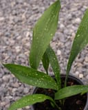 Milky Way Cast Iron with narrow green leaves covered in small white speckles in a nursery container