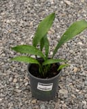 Milky Way Cast Iron with slender green leaves and pale speckles in a black nursery container