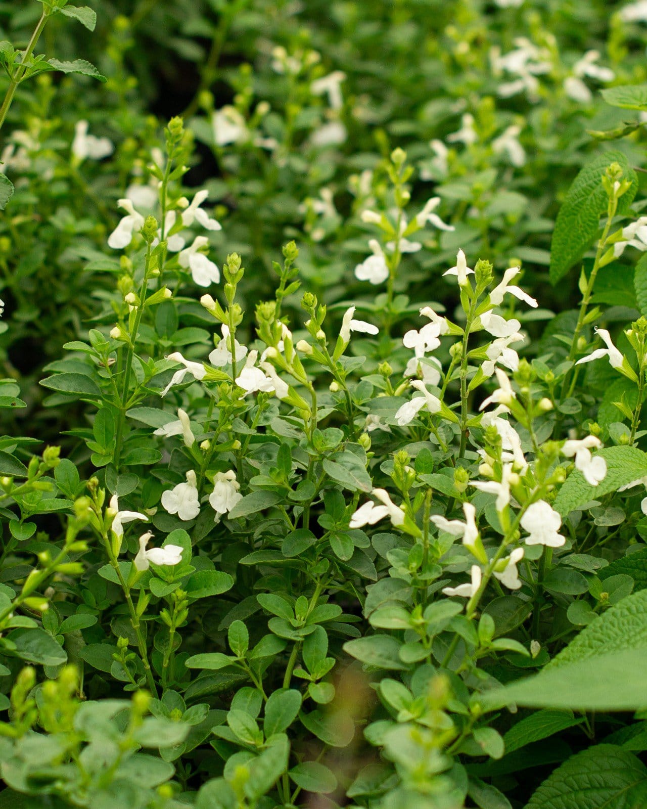 Mirage White Salvia Greggii