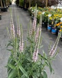 Moody Blues Pink Veronica - Main Image