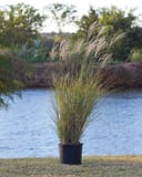 Morning Light Miscanthus Maiden Grass in a container beside a pond with tall feathery plumes
