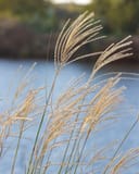 Morning Light Miscanthus Maiden Grass with tall feathery seed heads beside a pond