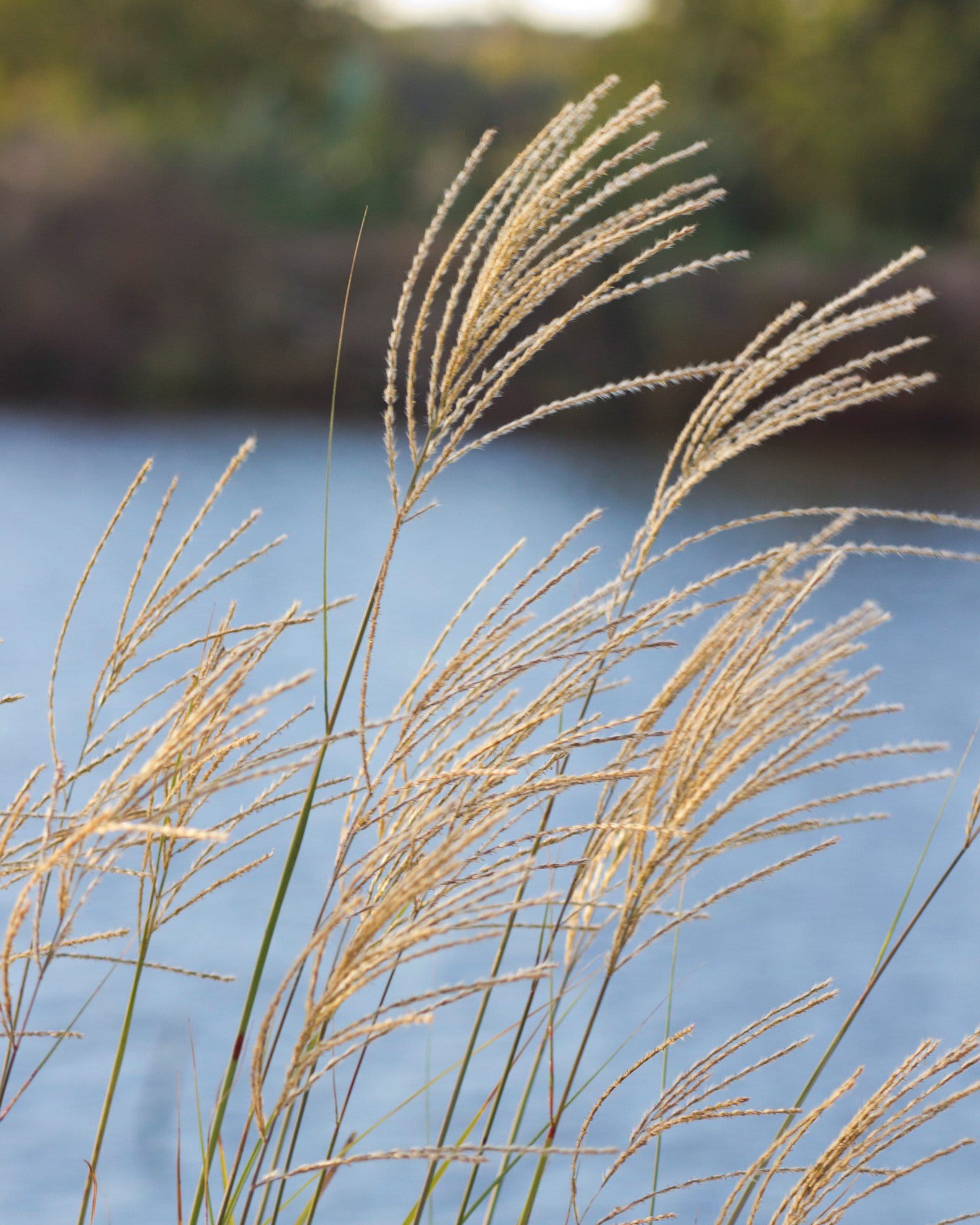 Morning Light Miscanthus Maiden Grass - view 3