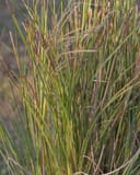 Morning Light Miscanthus Maiden Grass with slender green and burgundy-striped blades
