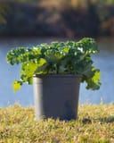 Nagoya White Kale with ruffled green and white leaves growing in a black nursery container outdoors
