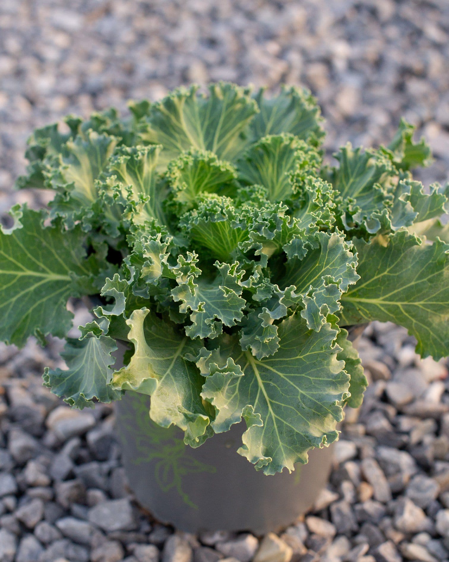 Nagoya White Kale with ruffled green and cream leaves growing in a container on gravel