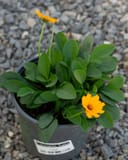 Nana Coreopsis with bright yellow flowers and dense green foliage in a nursery container