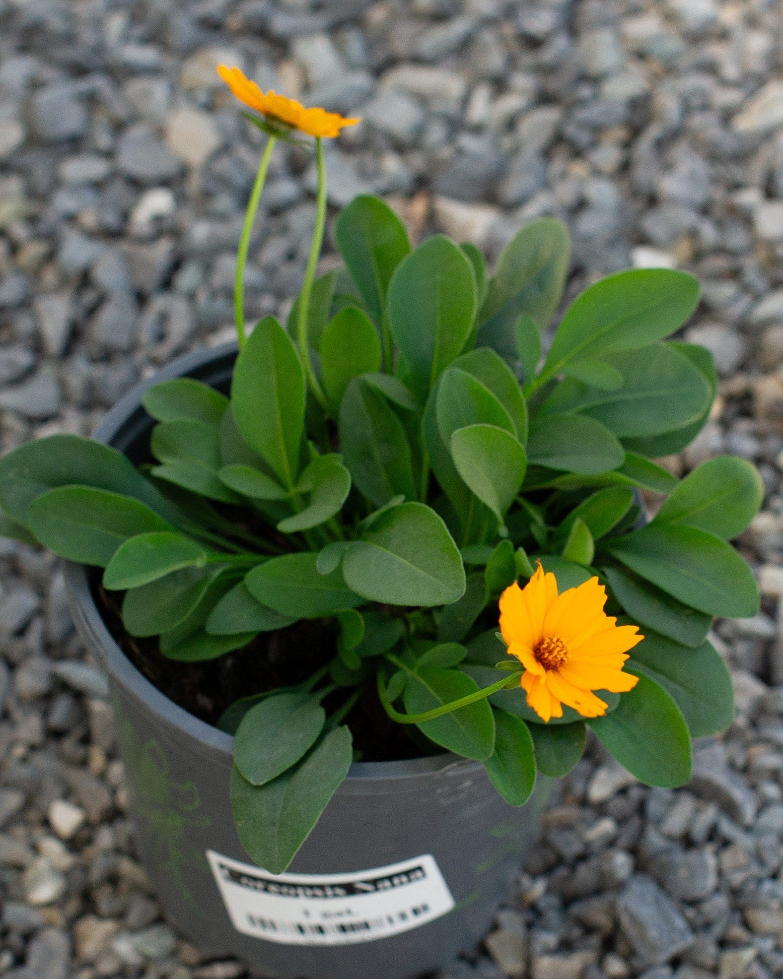 Nana Coreopsis with bright yellow flowers and dense green foliage in a nursery container