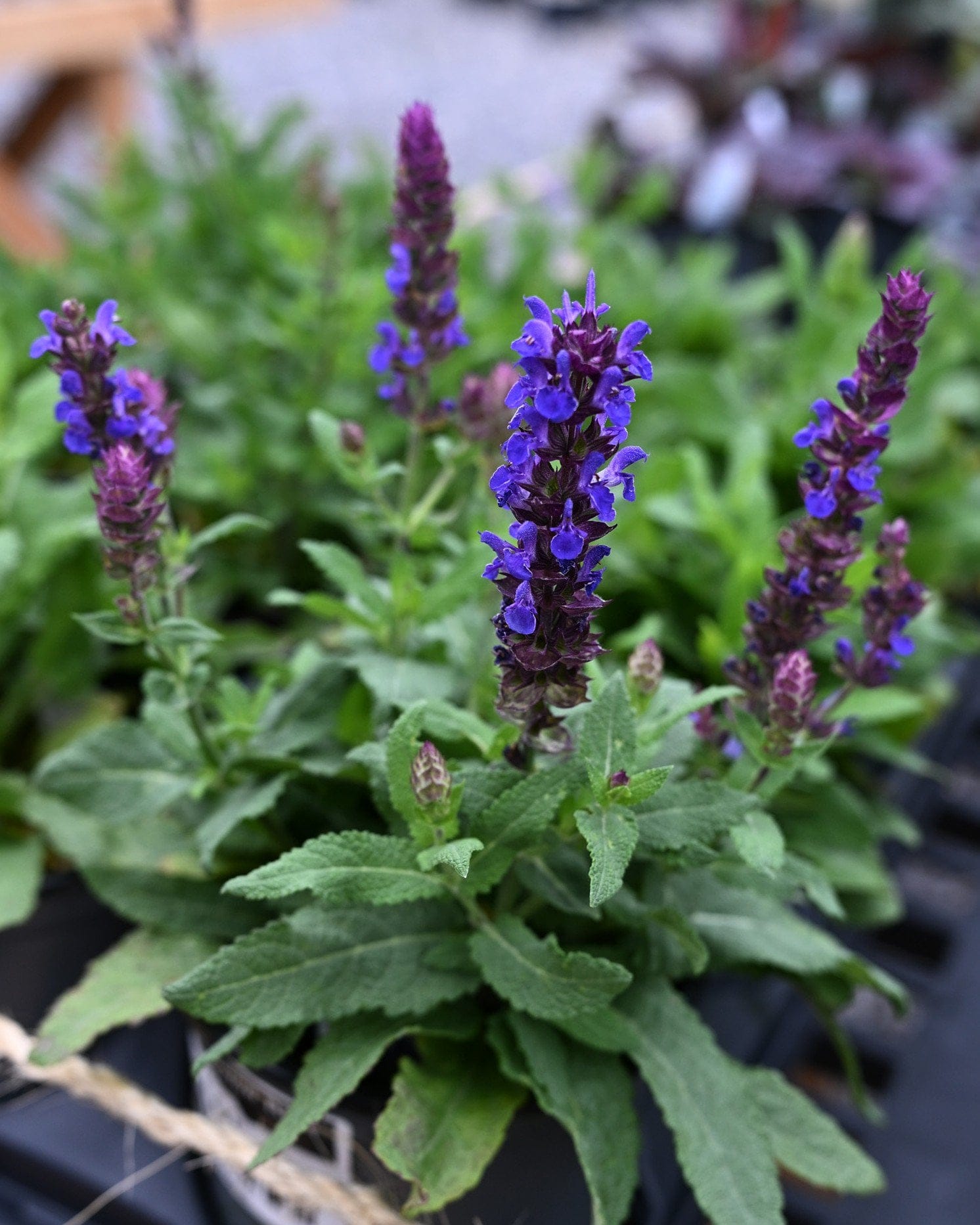 New Dimension Blue Salvia with purple flower spikes and green foliage in a nursery container