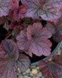Northern Exposure Silver Heuchera with rounded dusky purple leaves and dark veining in a nursery container