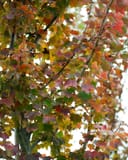 October Glory Maple with dense red, orange and green autumn foliage on branching limbs