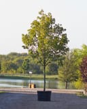 October Glory Maple with green foliage in a container beside a nursery pond