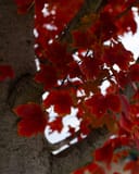 October Glory Maple with vivid red autumn leaves around a mature tree trunk