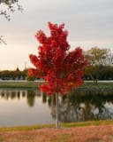 October Glory Maple with brilliant red foliage beside a pond, reflected in the water