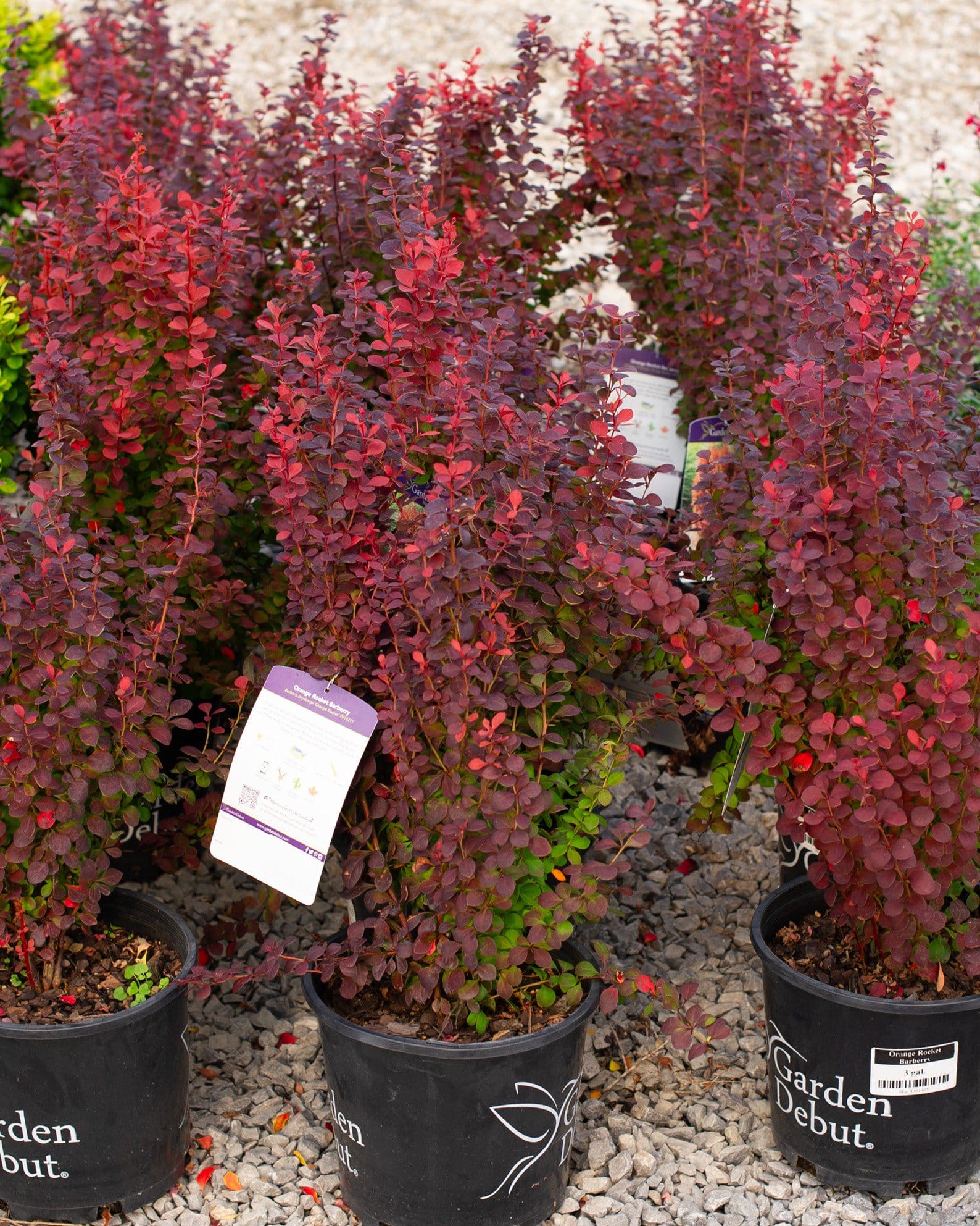Orange Rocket Barberry - view 3