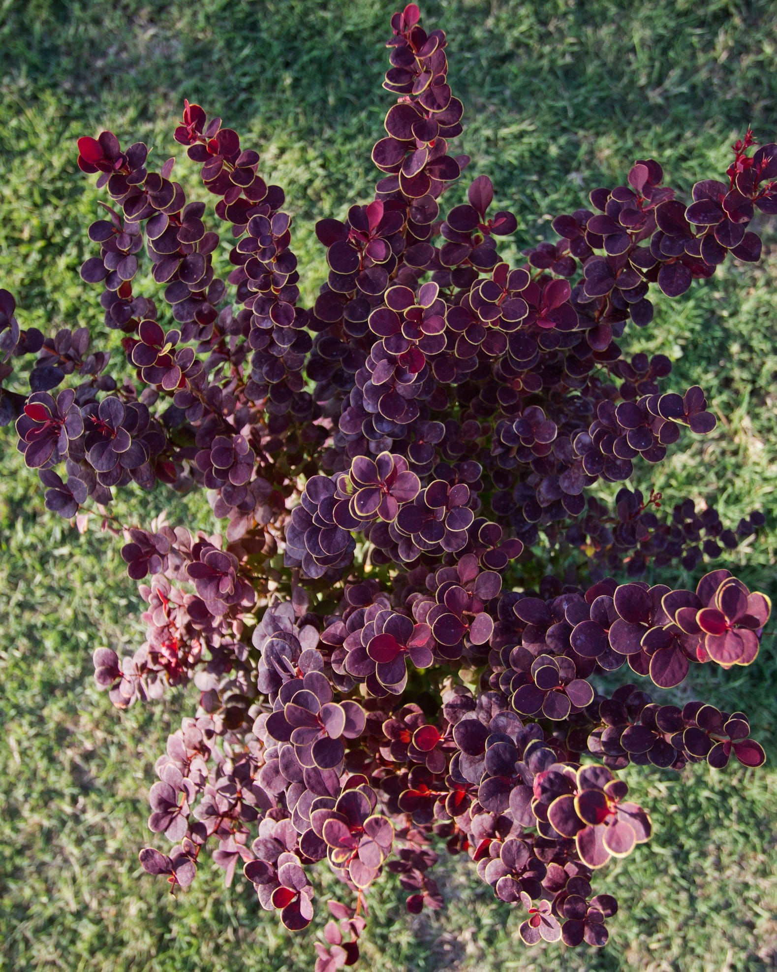 Orange Rocket Barberry - view 5