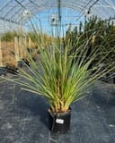Pampas grass with tall green blades in a black nursery container inside a greenhouse